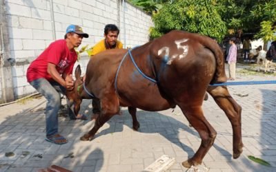 Kegiatan Idul Adha 1439 H (2018)